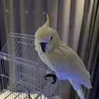 للبيع بغبغاء كوكاتو أبيض بعرف أصفر