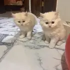 قطتين شيرازي