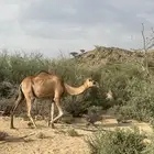 نياق للبيع قيا جنوب الطايف