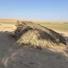 جريد نخل للبيع