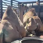 قعدان مناسبات يوجد بلدي وطائفي
