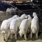 حري ذبائح مناسبات ذبايح ثلاجه يوجد صلخ وتوصيل