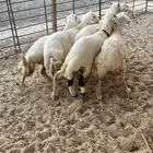 ذبايح حريات