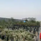 اشجار خشبيات