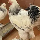 براهما كولمبي