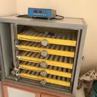 فقاسة