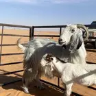 ماعز ثنو كفووو