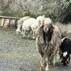 خروف جرم وصحه