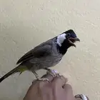 للبيع  أو البدل بلبول