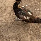 بط ذكر