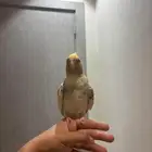 ببغاء كروان متكلم