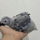 فرخ كاسكو افريقي غر انتاج محلي عرض