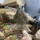 باشق أبو راس ابيض