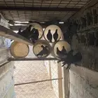 حمام لبيع