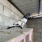 ذكر رام بوري ( تم البيع )