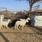 ضان حرش مضاريع