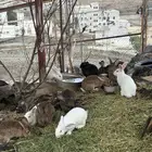 أرانب للبيع