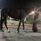 فرس انجليزية عليها حد 2500 ريال والبيع مستعجل