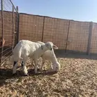 خرفان حريات تم البيع الله يبارك له