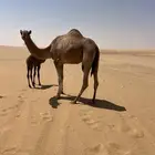 خلفة عليها قعود