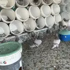 حمام فرنسي سلفر