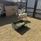 ثنيه صفراء متبع باثنين