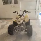 دباب