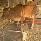 حسيل