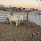 اثنين خرفان فل الفل طيبات