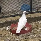 للبيع طيور حمام مع القفص