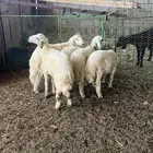 خرفان وتيس للبيع