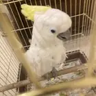 كوكاتو متكلم