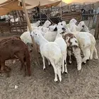 سواكن فل شحم تربية