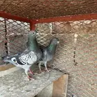 زاجل سباق