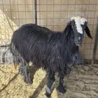 خروف. نجدي