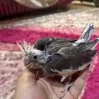 فرخ كروان (( انباع ))