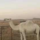 ناقة وضحا وضحى ضروبة ضريبة كفو سناد