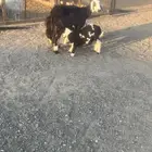 نجديه معها رخل وخروف