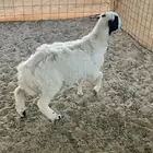 رخل طيبه بريه