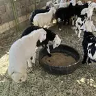 رخال حريه ونجدي