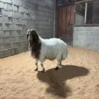 طلي نعيمي بلدي ناهي ( تم البيع )