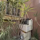 حوض سمك شجرتين يوجا كبيرة