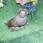 للبيع ذكر بخاره اخر ريشه