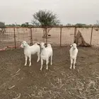 تيوس جذعان مخاصي