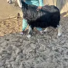 جذعات نجد صنف