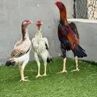 طقم فروخ دجاج ياباني