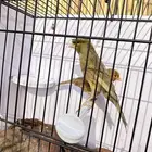 جوز كناري جاهز تم البيع