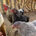 دجاج براهما العمر 7اشهور