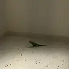 بغبغاء دره هندي البيع اثنين العمر4شهور يمكن على اسوم اثنين