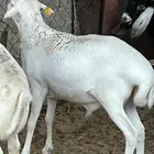 خرفان رفيدي طيبة جدآ